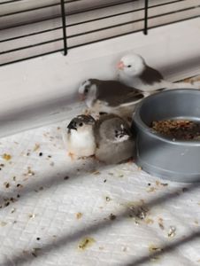 Зебровые амадины