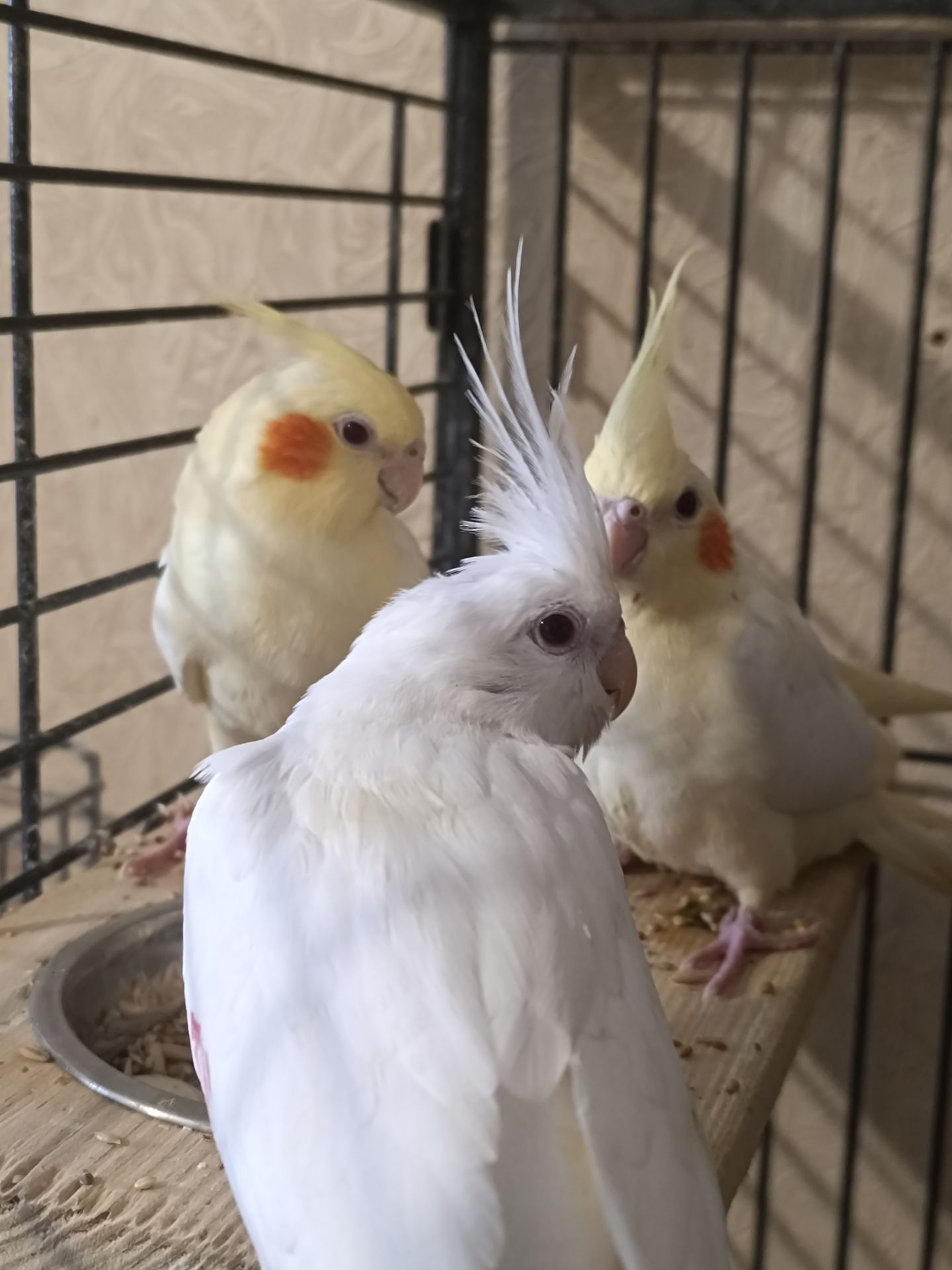 Замечательные птенцы корелл ✨