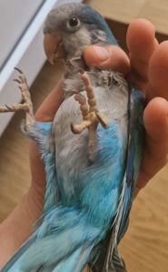 Ручные малыши для разговора