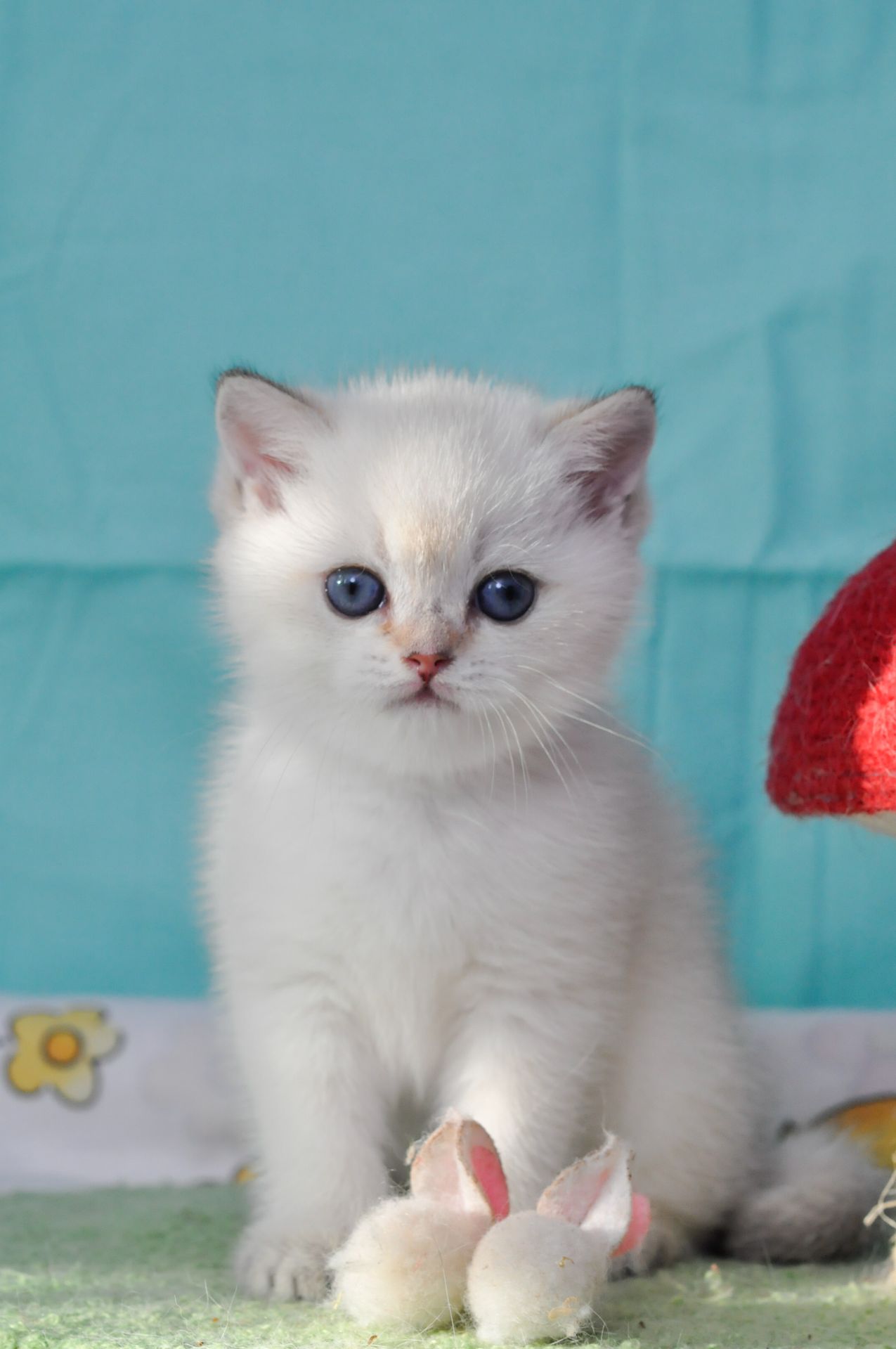 Британский короткошерстний