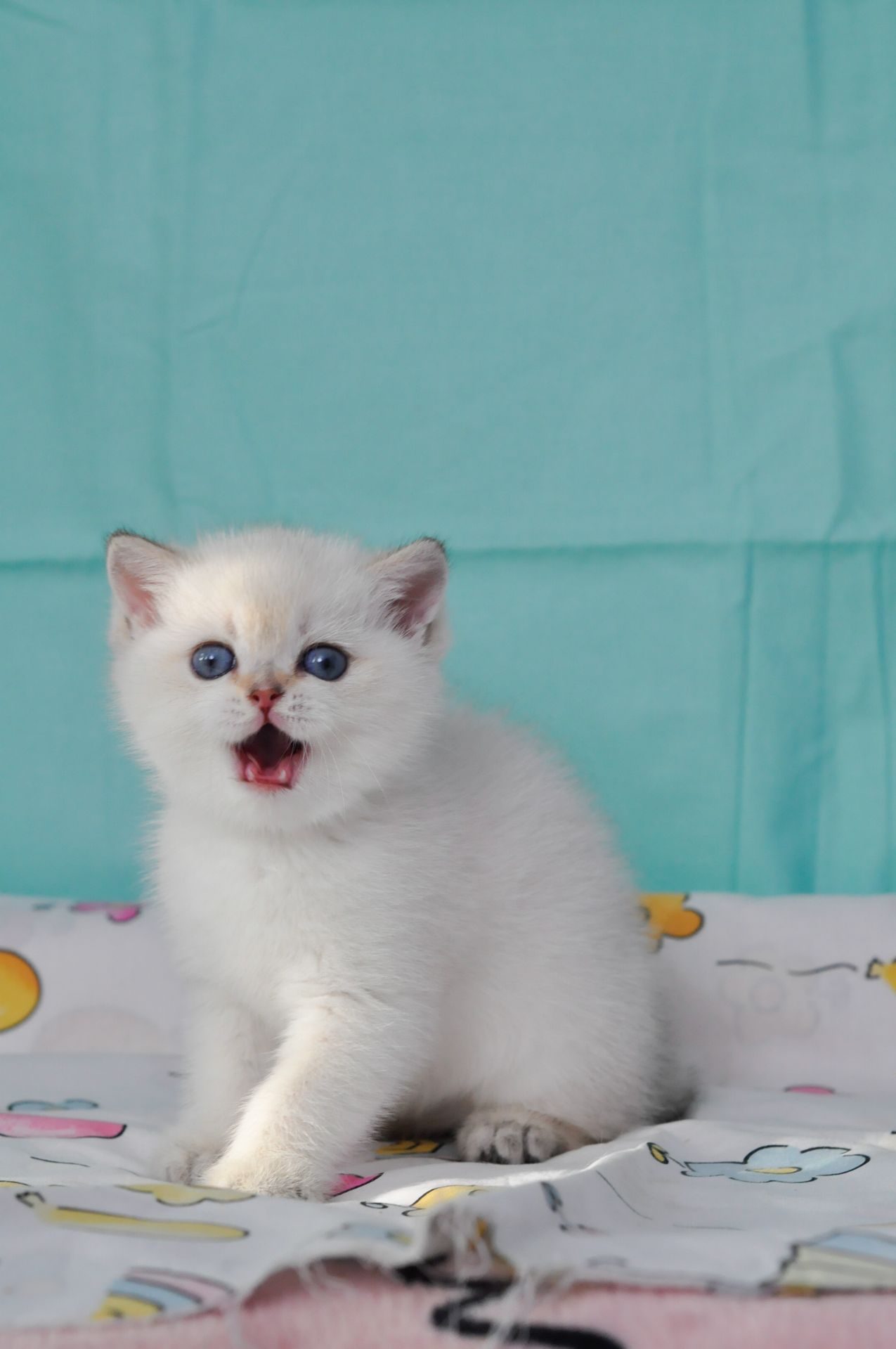 Британский короткошерстний