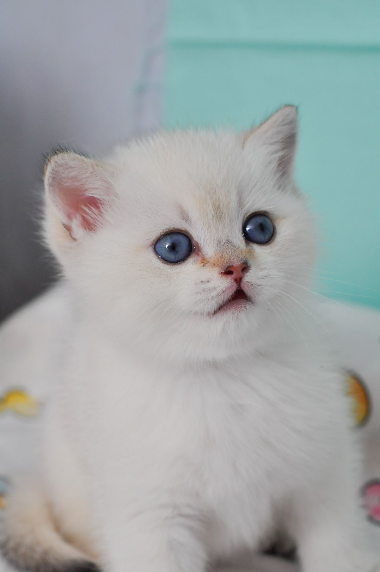 Британский короткошерстний