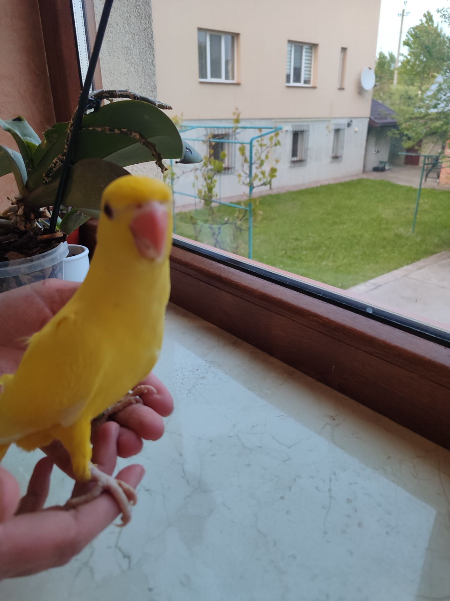 Ожереловий папуга