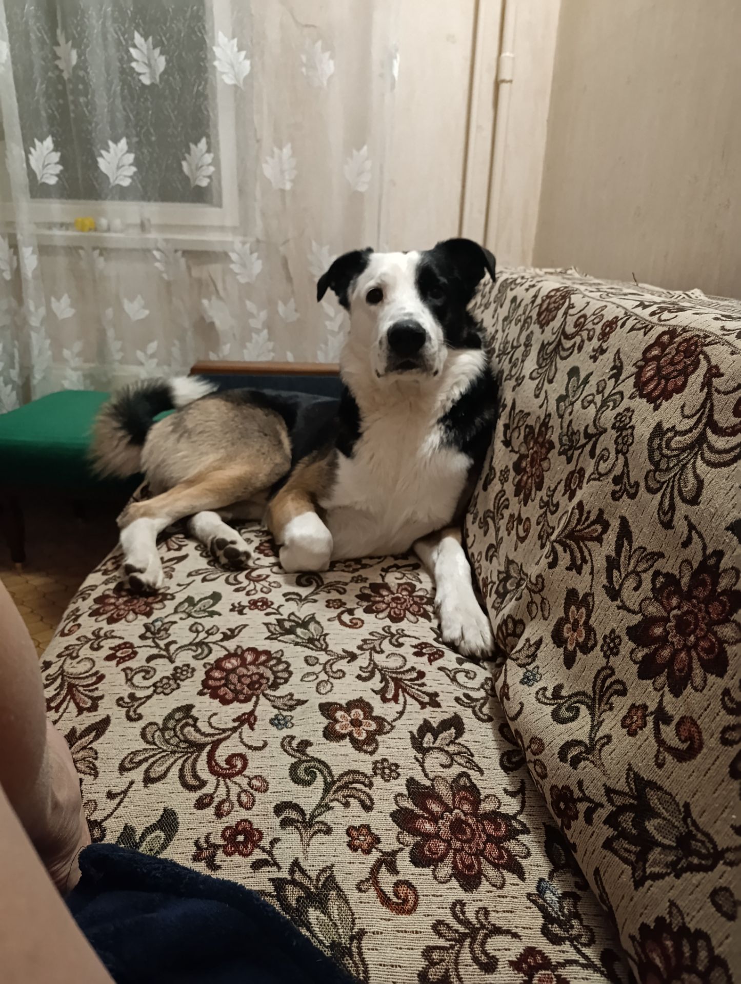 Вязка с кобелем