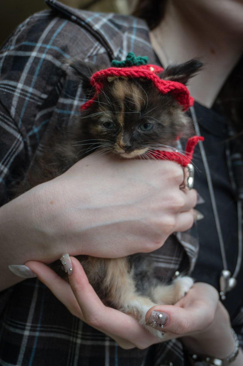 Кошеня Черрі