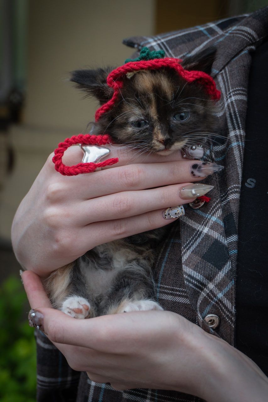 Кошеня Черрі