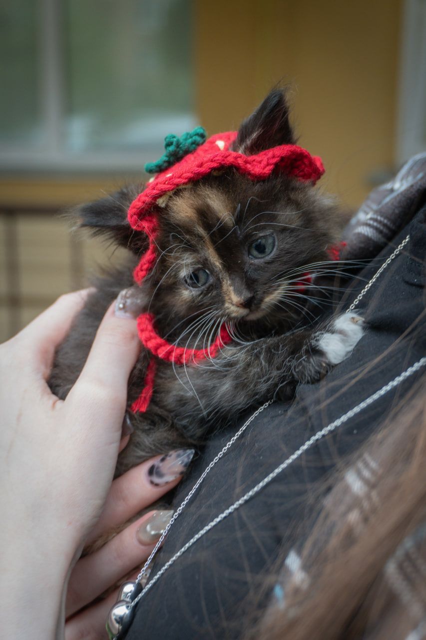 Кошеня Черрі