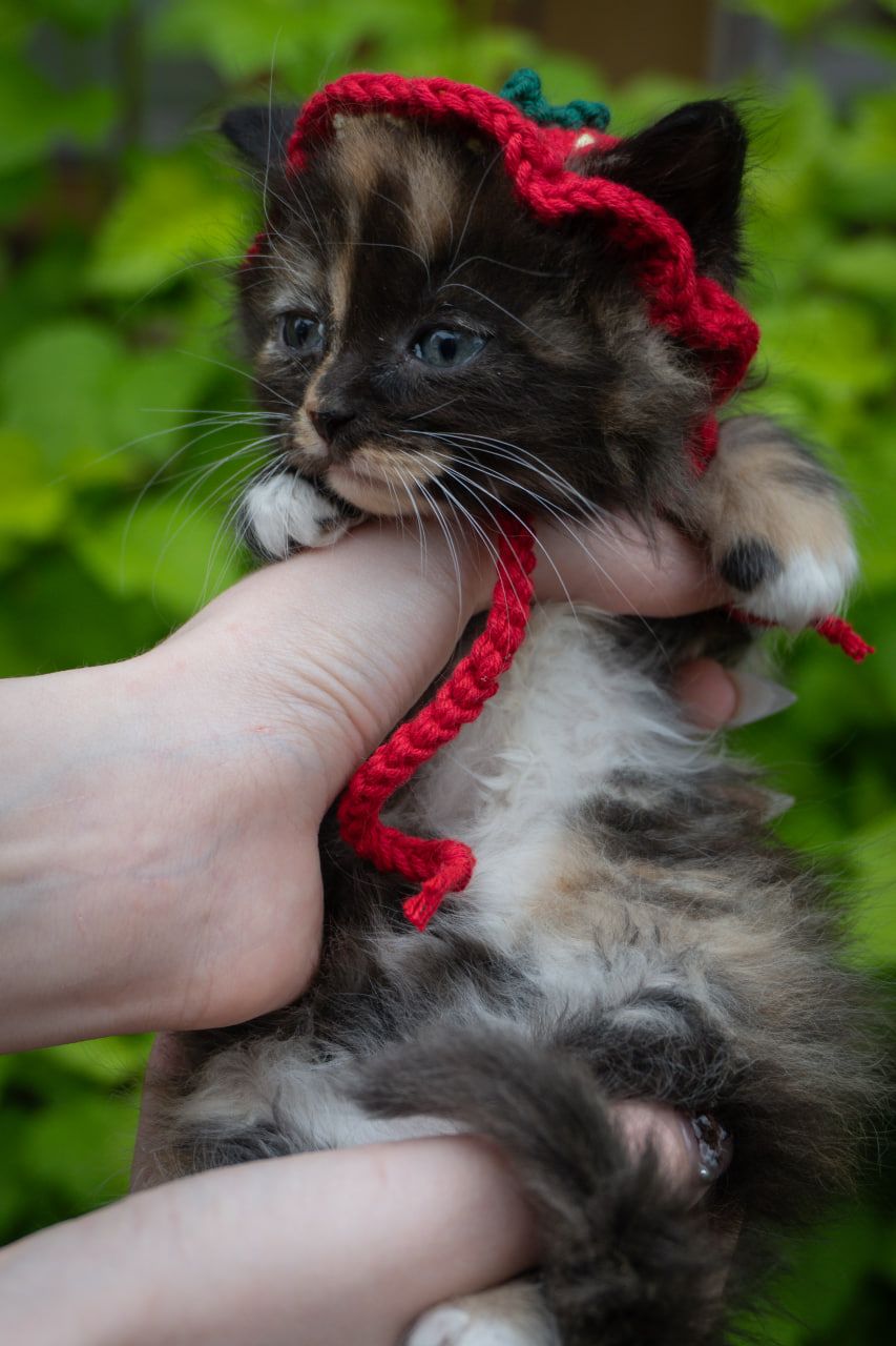 Кошеня Черрі