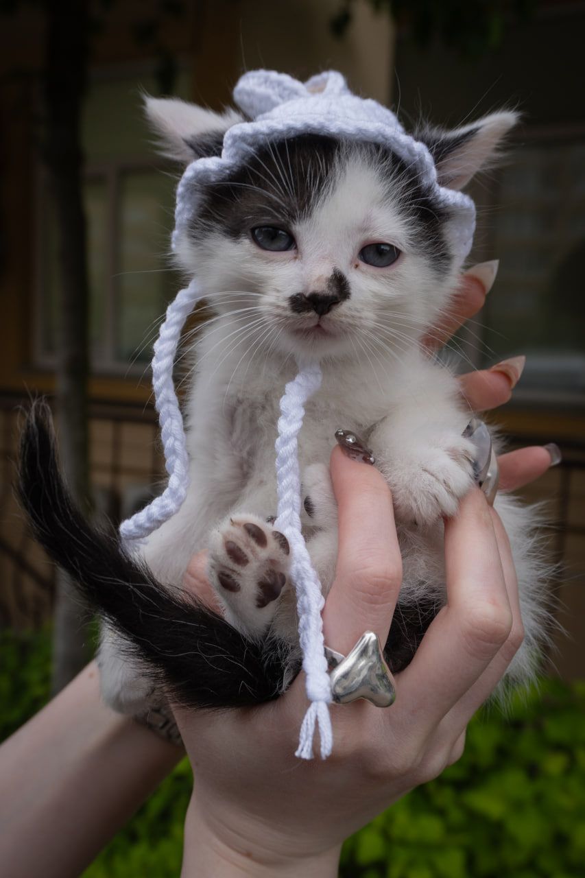 Кошеня Пампух