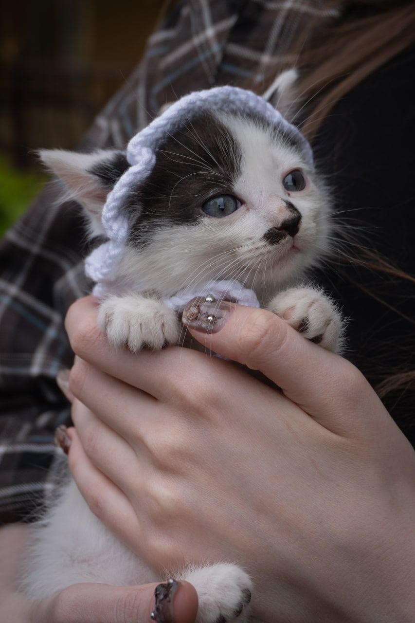 Кошеня Пампух