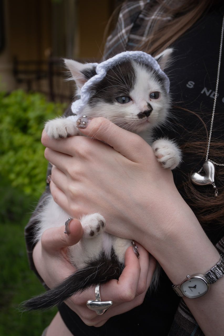 Кошеня Пампух