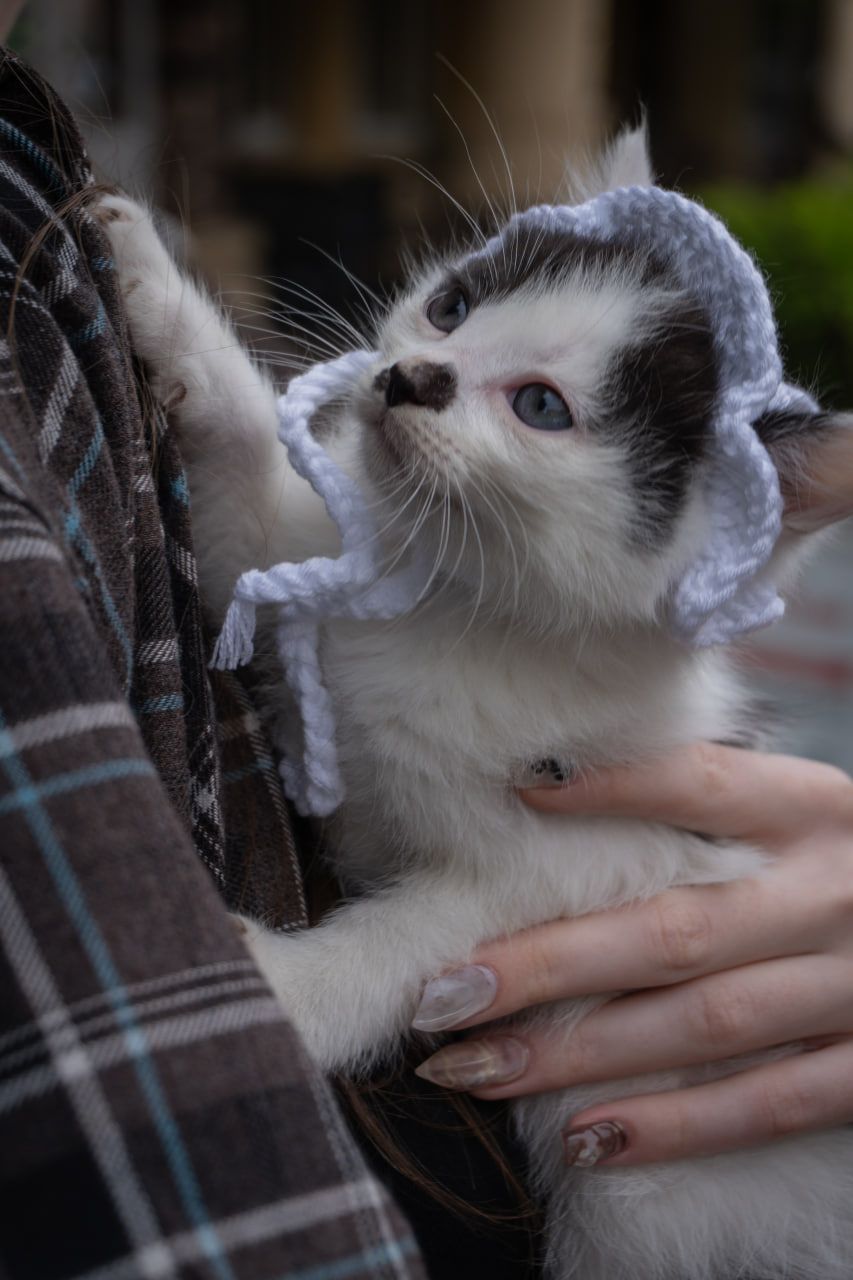 Кошеня Пампух