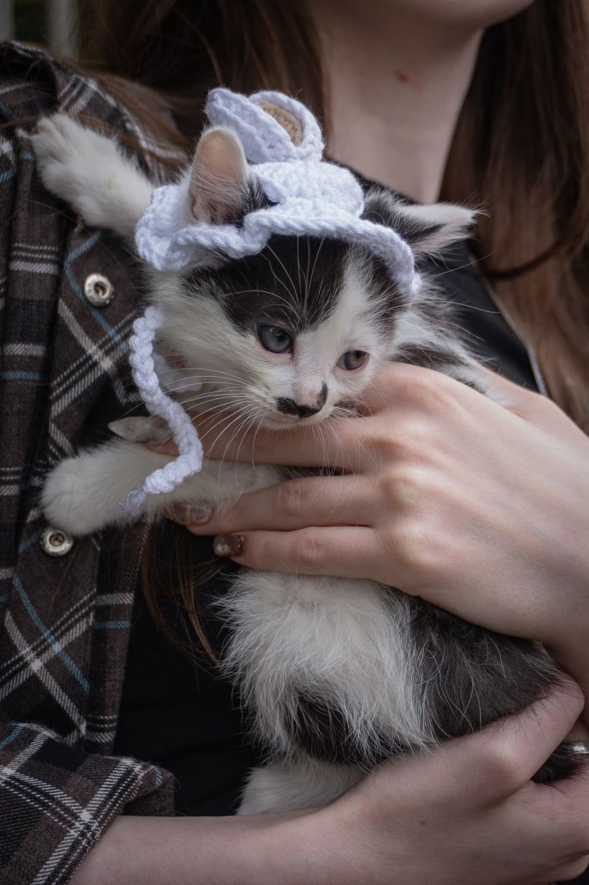 Кошеня Пампух