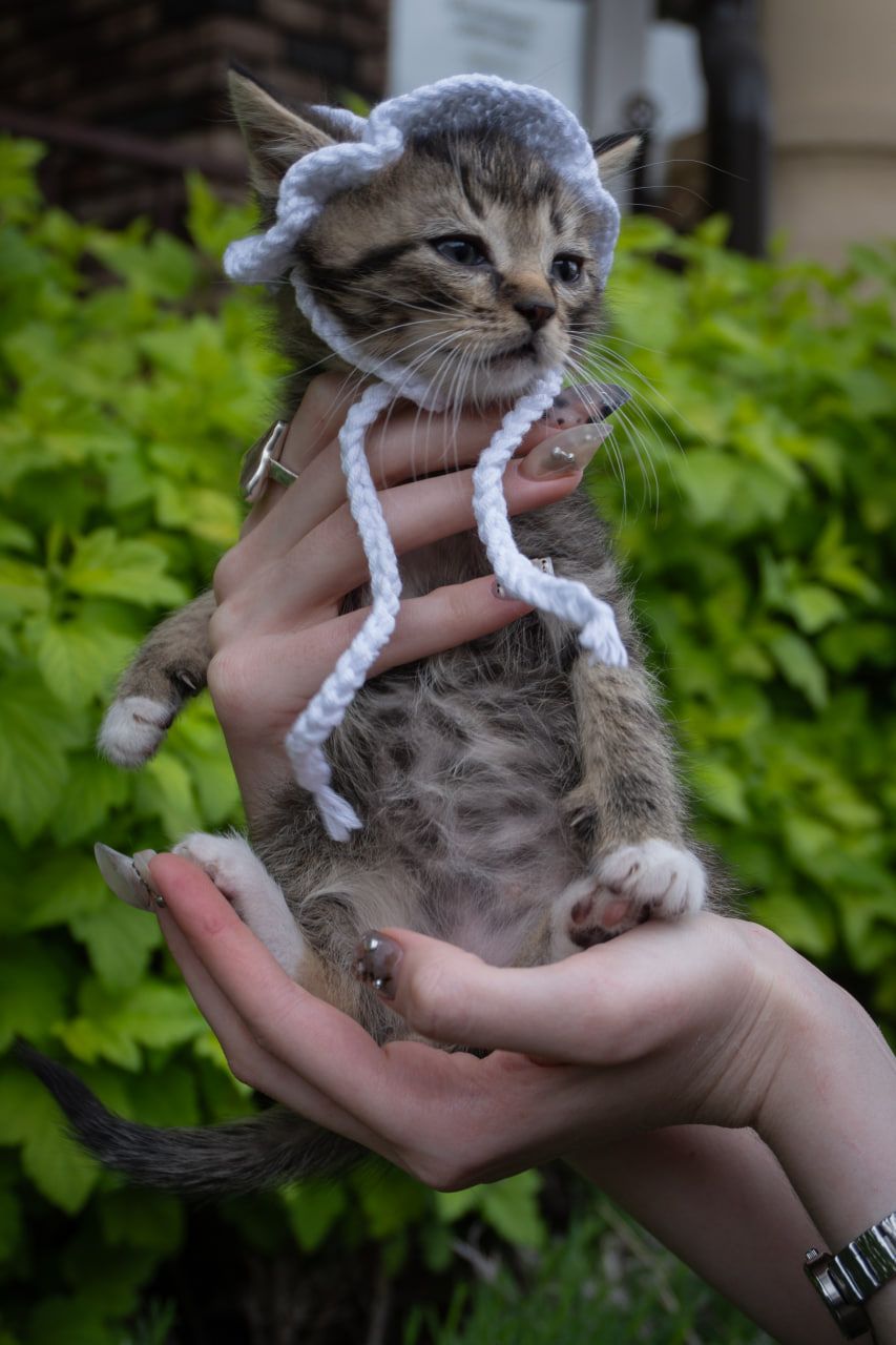 Кошеня Чіпс