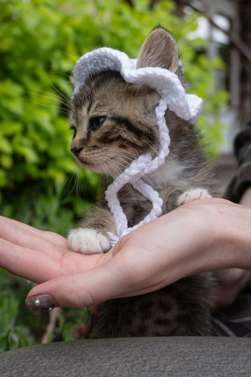 Кошеня Чіпс