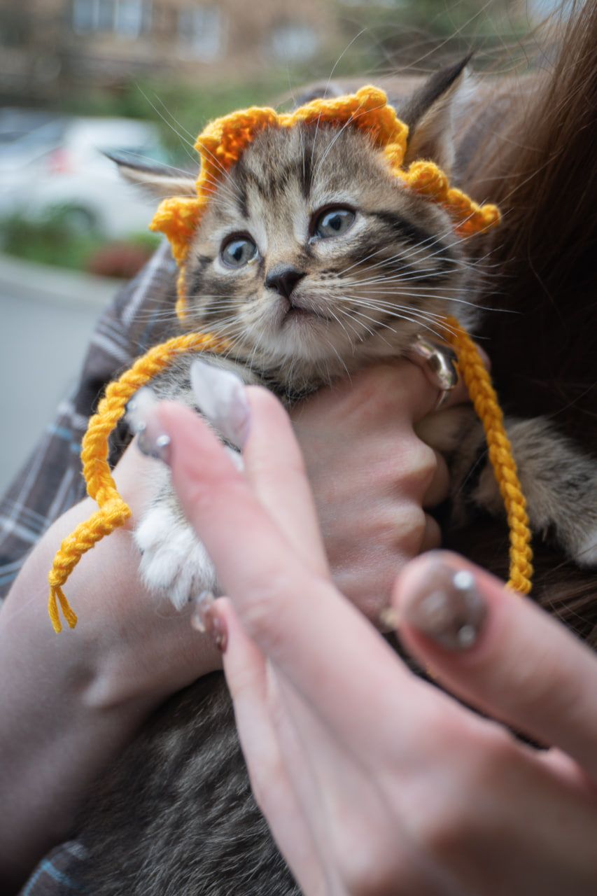 Кошеня Фанта