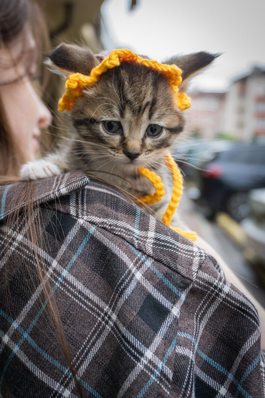 Кошеня Фанта