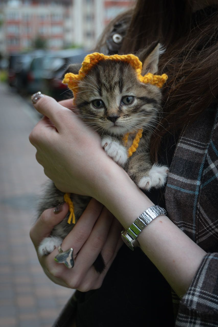 Кошеня Фанта