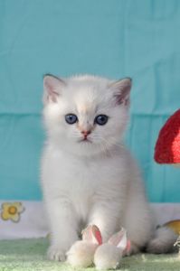 Британский короткошерстний