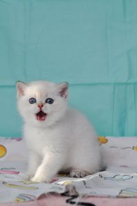Британский короткошерстний
