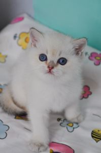 Британский короткошерстний