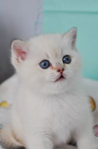 Британский короткошерстний