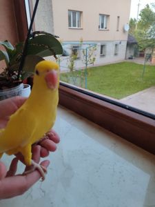Ожереловий папуга