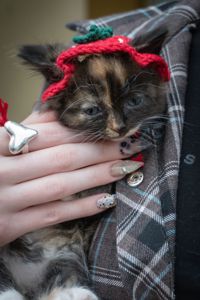 Кошеня Черрі