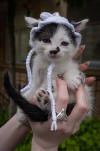 Кошеня Пампух