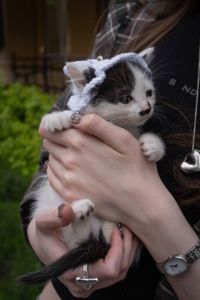 Кошеня Пампух