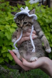 Кошеня Чіпс