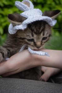 Кошеня Чіпс
