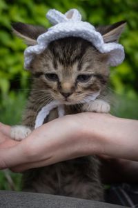 Кошеня Чіпс