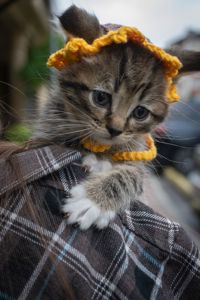 Кошеня Фанта
