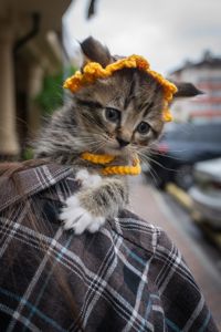 Кошеня Фанта