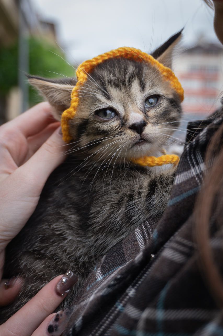 Кошеня Твікс
