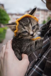 Кошеня Твікс