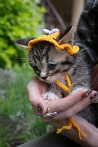 Кошеня Твікс