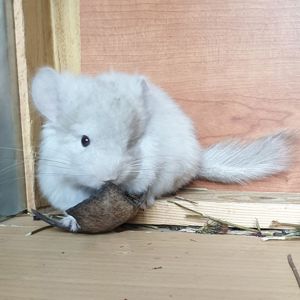 Маленькая самочка шиншиллы Гомобежевая эбони ангора