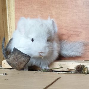 Маленькая самочка шиншиллы Гомобежевая эбони ангора