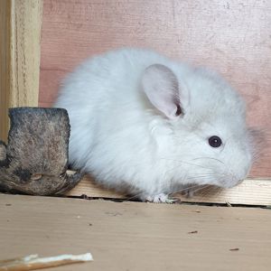 Маленькая самочка шиншиллы Гомобежевая эбони ангора