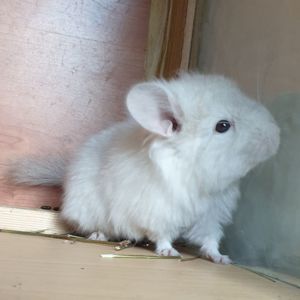 Маленькая самочка шиншиллы Гомобежевая эбони ангора
