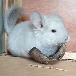 Маленькая самочка шиншиллы Бежевая эбони ангора