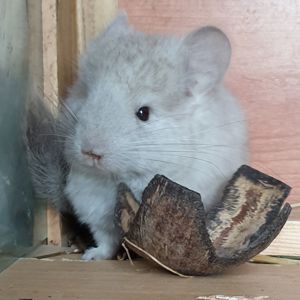 Маленькая самочка шиншиллы Бежевая эбони ангора