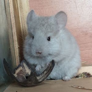 Маленькая самочка шиншиллы Бежевая эбони ангора