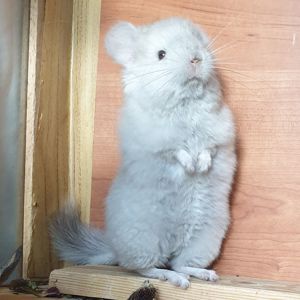 Маленькая самочка шиншиллы Бежевая эбони ангора