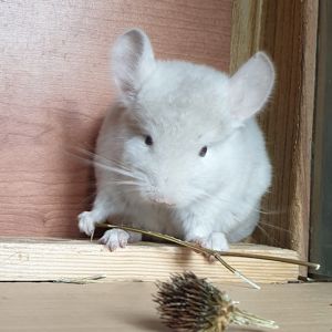 Маленький самец шиншиллы Гомобежевый эбони носитель ангоры