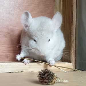 Маленький самец шиншиллы Гомобежевый эбони носитель ангоры