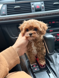 Міні хлопчик Maltipoo F1 беби фейс