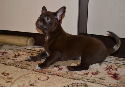 Чихуахуа хлопчик